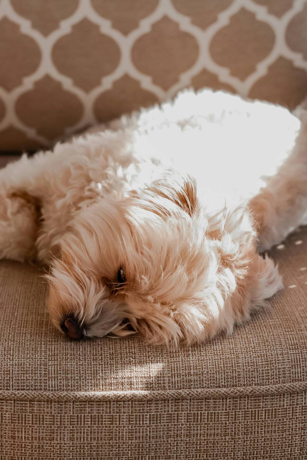 Maltipoo leży na wypoczynku w domu.